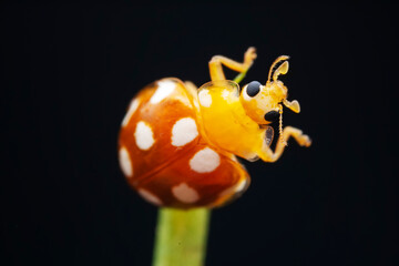 Ladybugs on wild plants, North China