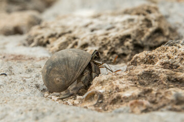 hermit crab on the sand