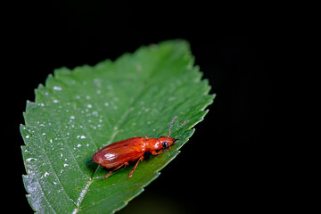 Carabidae insects in natural state, North China