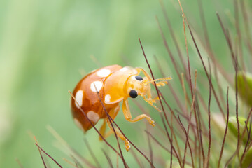 Ladybugs on wild plants, North China