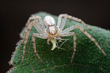 Spiders in the wild, North China