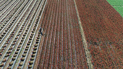Farmers are harvesting red pepper and taking aerial photos