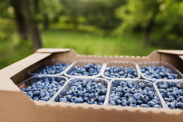 Box, crate or container with collected fresh blueberries. Berries agriculture business. Farmer cultivating and harvesting blueberry. Horticulture industry. Healthy eating concept. Blurred background