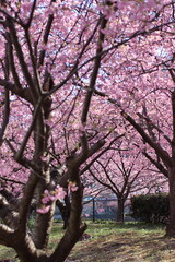 河津桜の風景