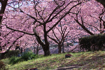 河津桜の風景