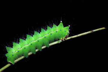 Lepidoptera larvae in the wild, North China