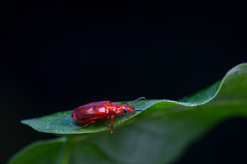 Carabidae insects in natural state, North China