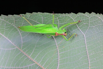 Katydid nymphs in the wild, North China
