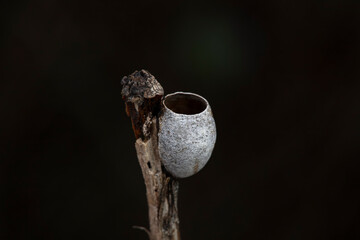 Insect cocoon shells on wild plants, North China