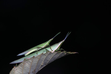 Atractomorpha sinensis in the wild, North China