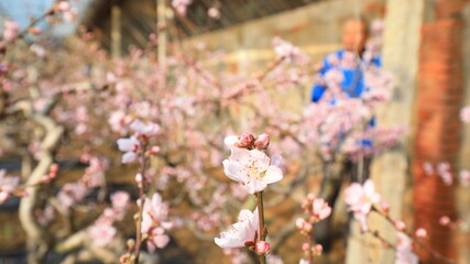 Beautiful flowers on the farm, North China