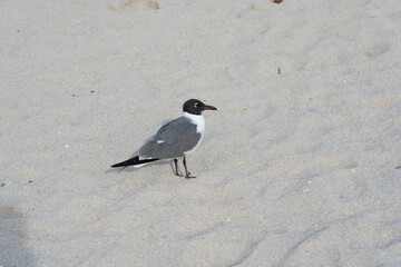 black headed gull