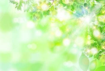 新緑　葉　風景　背景 © J BOY