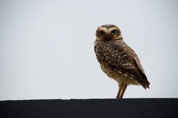 horned owl
