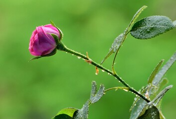 red rose with dew drops