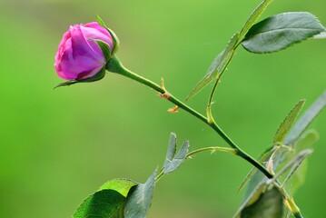 flower in the garden