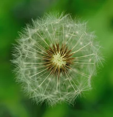 Wandaufkleber dandelion seed head © youm