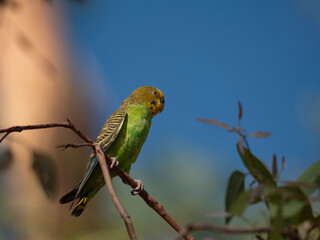 Budgerigar perched in tree