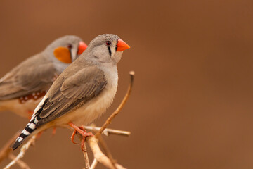 Zebra finches with red background