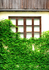 old window with green shutters