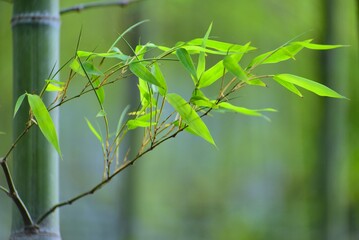 bamboo leaves in the wind