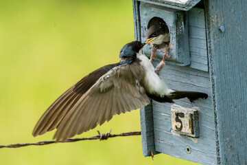 Parent Tree Swallow (Tachycineta bicolorarent ) feeding a chick in a birdhouse.