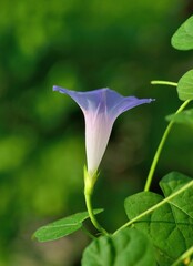 pink lily in the garden