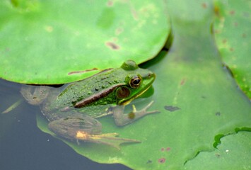 frog in the water