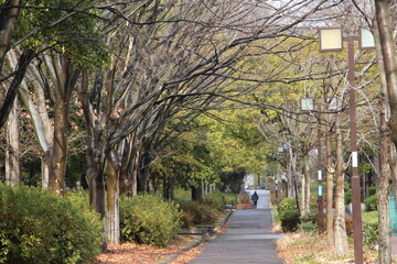 Rows of trees in the park after the rain