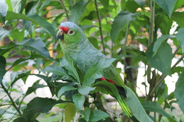 Loro copete rojo 
