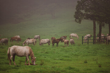 Horses are roaming freely in the meadow