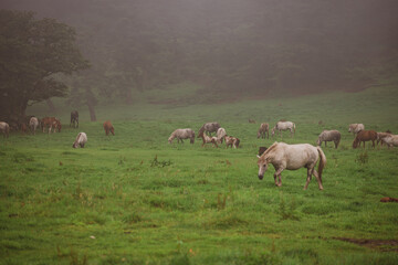 Horses are roaming freely in the meadow