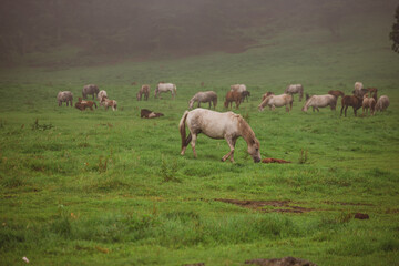 Horses are roaming freely in the meadow