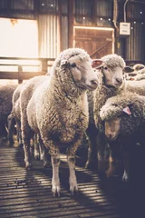 Selbstklebende Fototapeten sheep © CJO Photography