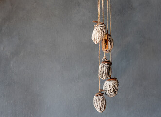 dried persimmon hanging on the ropes. Gray background