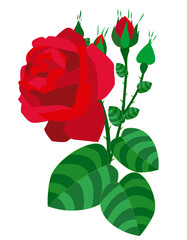 flower red rose vector