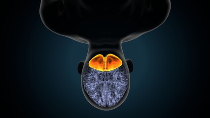 3d illustration of human body organ brain cerebrum anatomy.
 - obrazy, fototapety, plakaty