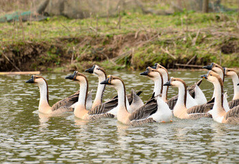 Obraz premium flock of geese
