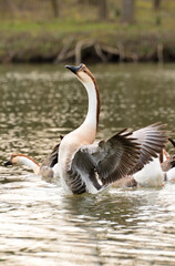 country goose swimming