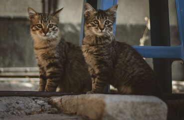 Hermanos