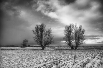 View of the winter fields with willows. Poland, the land of Zuławy