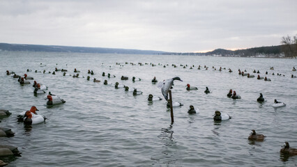 Decoys Over the Lake