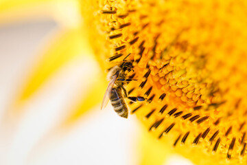 A macro detail shot of a Bee collecting pollen from a sunflower