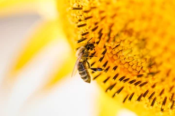 Photo sur Aluminium Abeille A macro detail shot of a Bee collecting pollen from a sunflower