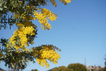 Fototapeta premium フサアカシア