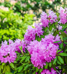 Blooming pink rhododendron flowers in spring. Gardening concept