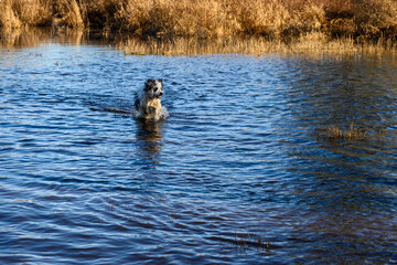 Fototapeta premium Happy dogs playing chase in a flooded field on a sunny winter day in Marymoor Park off leash dog area 