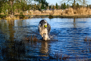 Happy dogs playing chase in a flooded field on a sunny winter day in Marymoor Park off leash dog area
