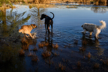 Happy dogs playing chase in a flooded field on a sunny winter day in Marymoor Park off leash dog area
