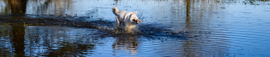 Happy dogs playing chase in a flooded field on a sunny winter day in Marymoor Park off leash dog...